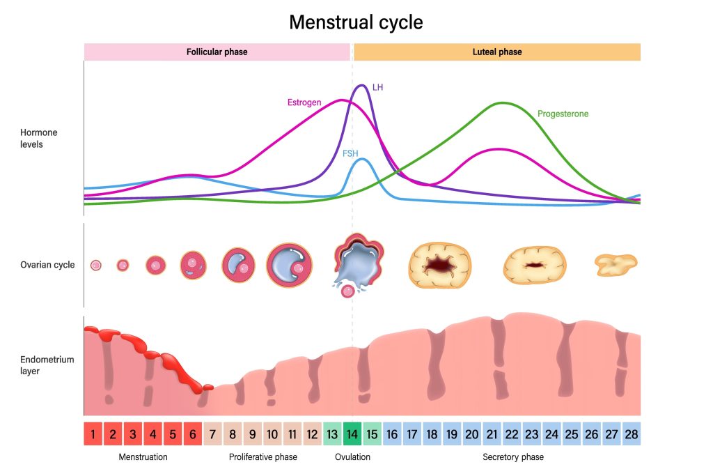 cycle menstruel d'une femme